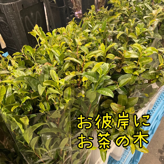 春の彼岸