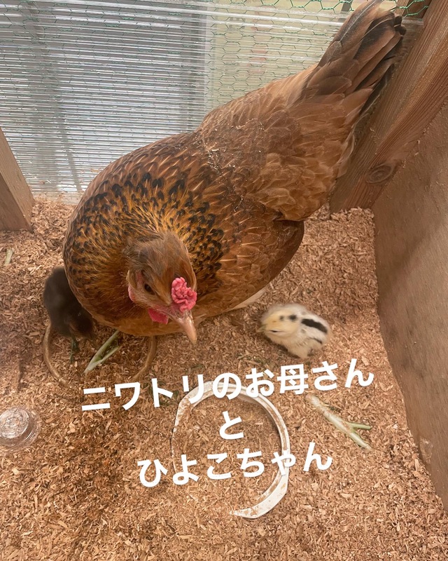 ニワトリ親子