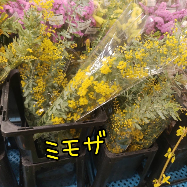 ミモザ