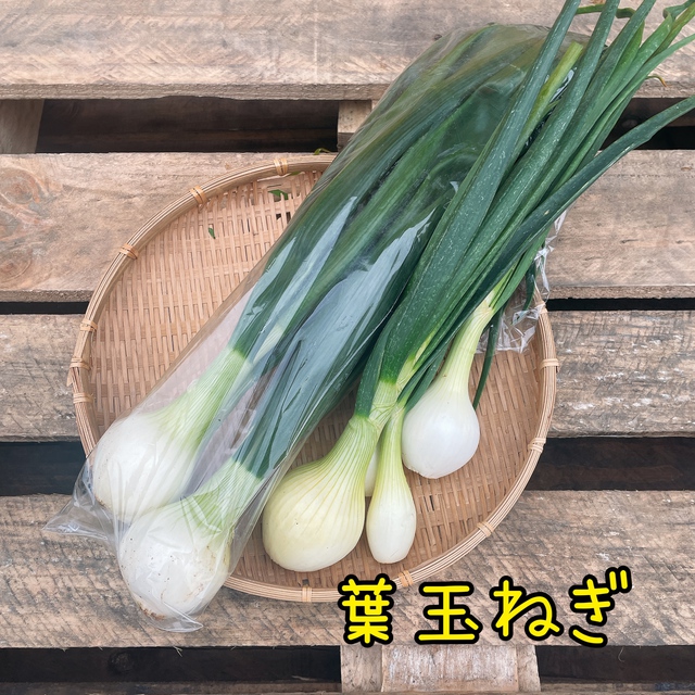 葉玉ねぎ