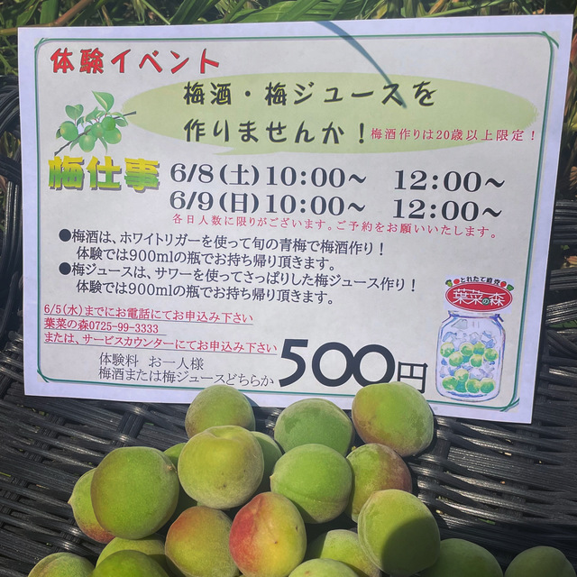 梅仕事イベント