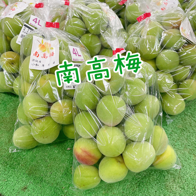南高梅